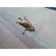 Purrfectly Reasonable Supplies Co.