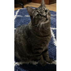 Judgemental Monocle